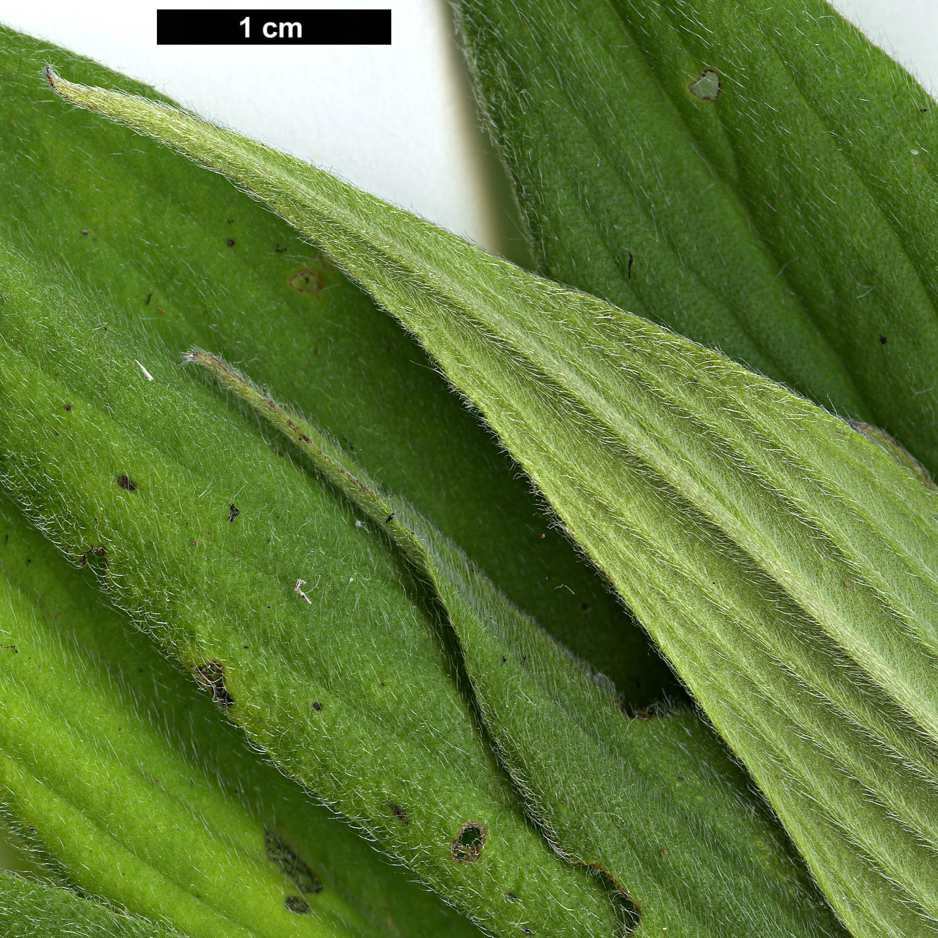 High resolution image: Family: Boraginaceae - Genus: Echium - Taxon: candicans